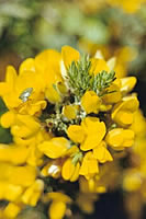 Flaming Golden Gorse with visitor!