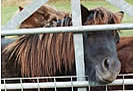 Nosy Neighbours