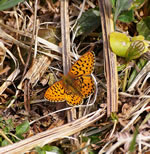 Pearl-bordered fritillary at Marslnd