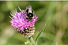 Busy Bee feasting on the pollen from a Common Knapweed