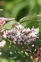 Agrimony Hemp attracts many insects and butterflies