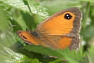 Female Gatekeeper - Eye spot with two white pupils