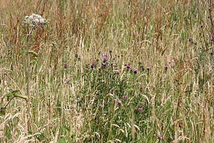 Splendour in the Grass! - A haven for bees, butterflies & insects