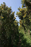 Tight Squeeze - Blue Skies and Flaming Gorse