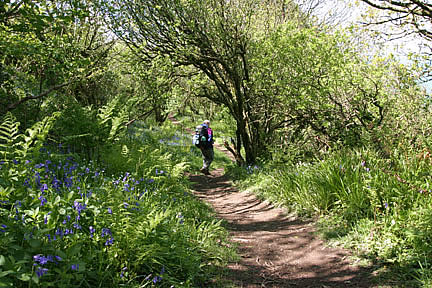 Walking to Bucks Mills along the South West Coast Path