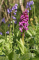 Early Purple Orchid