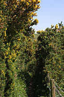 Golden Gorse