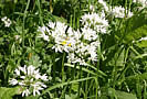 Ransoms or Wild Garlic