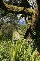 Looking down from the South West Coast Path leading to the beach at Peppercombe