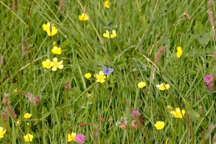 Peppercombe Meadows photo copyright Pat Adams