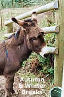 "Holiday Makers" - Donkeys enjoy a break over Winter at Peppercombe