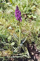 Regular visitor - Early Purple Orchid!