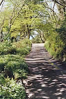 Wild Garlic/Ransoms by the Coast Guard Cottages