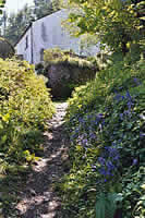 Alternative route - Bluebells by the wayside