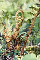 Gigantic fronds head for the sunlight