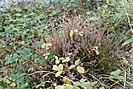 Blackberries & Blooming Heather  - September 