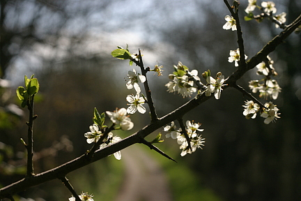 Blackthorn