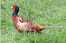 Local Colour - Pheasant in the wild!