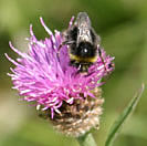A Bee on its Bonnet - Common Knapweed 