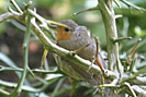 Home from Home - Robin at Docton