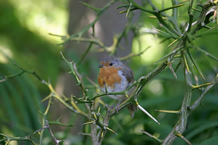 Resident Robin at Docton