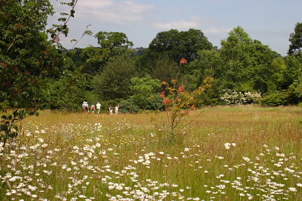 Wild flower meadow photo copyright Pat Adams