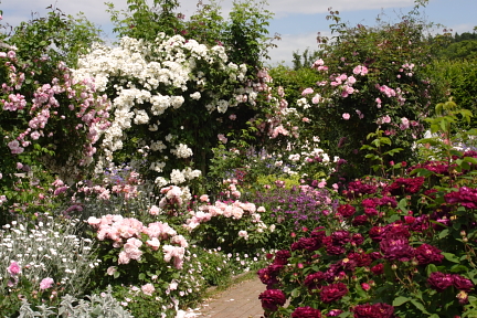 RHS Garden Rosemoor photo copyright Pat Adams