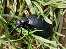 Spekes Mill oil beetle photo copyright Pat Adams