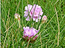 Spekes Mill Thrift Sea Pink photo copyright Pat Adams