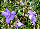 Spekes Mill Dog Violet photo copyright Pat Adams