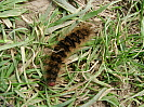 Spekes mill caterpillar photo copyright Pat Adams