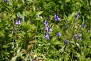 Bluebells at Milford  photo copyright Pat Adams