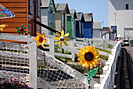 Beach Huts Westward HO! Photo copyright  Pat Adams