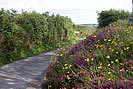 Heather clad banks & wild flower hedgerows